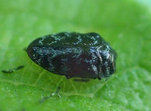 Réf. 208 563 : Trachys minutus